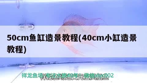 50cm魚缸造景教程(40cm小缸造景教程) 白子關(guān)刀魚