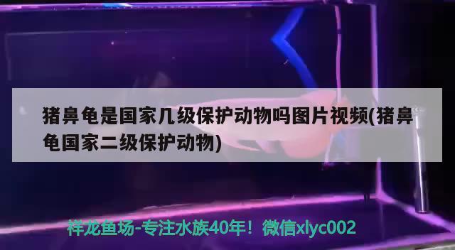 豬鼻龜是國家?guī)准壉Ｗo(hù)動物嗎圖片視頻(豬鼻龜國家二級保護(hù)動物)