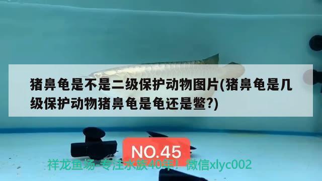 豬鼻龜是不是二級保護動物圖片(豬鼻龜是幾級保護動物豬鼻龜是龜還是鱉?)