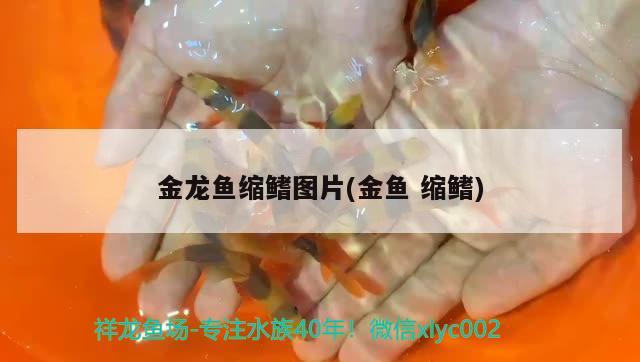 金龍魚縮鰭圖片(金魚縮鰭)