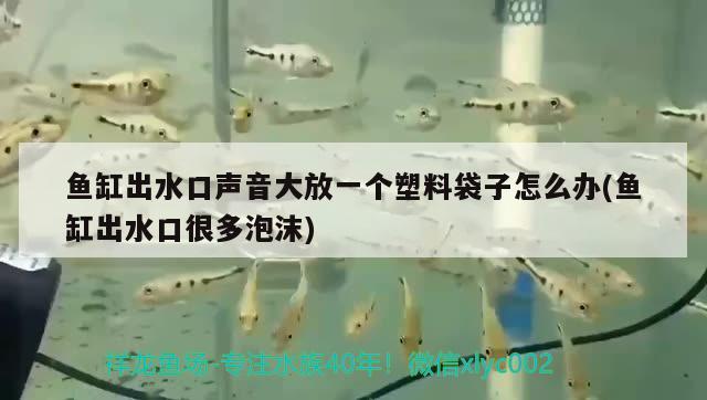 魚缸出水口聲音大放一個塑料袋子怎么辦(魚缸出水口很多泡沫) 蘇虎