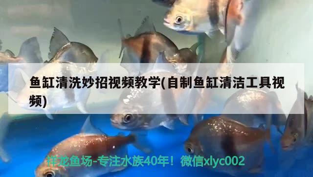 魚缸清洗妙招視頻教學(xué)(自制魚缸清潔工具視頻)