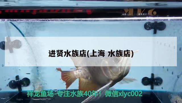 進(jìn)賢水族店(上海水族店) 黃金鴨嘴魚