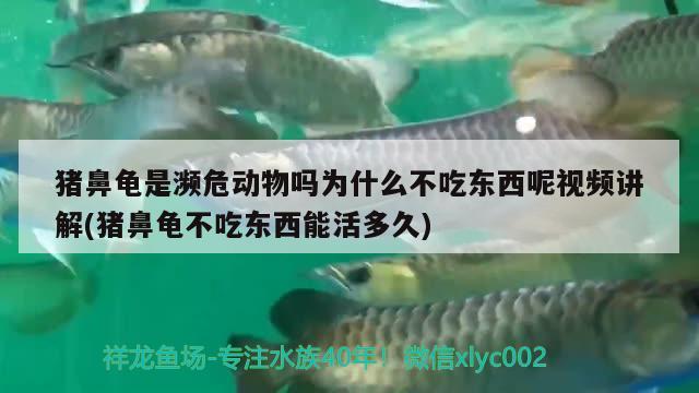 豬鼻龜是瀕危動(dòng)物嗎為什么不吃東西呢視頻講解(豬鼻龜不吃東西能活多久) 豬鼻龜