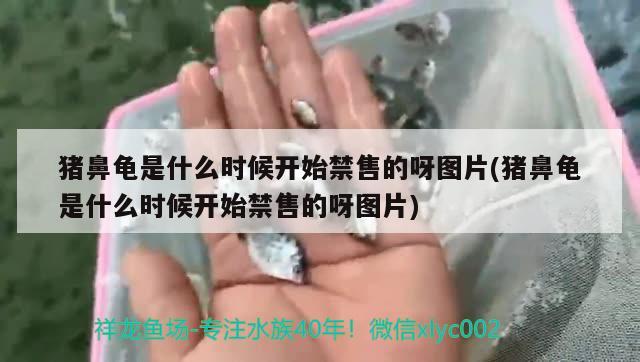 豬鼻龜是什么時(shí)候開始禁售的呀圖片(豬鼻龜是什么時(shí)候開始禁售的呀圖片) 豬鼻龜 第1張