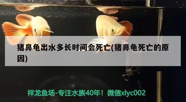 豬鼻龜出水多長(zhǎng)時(shí)間會(huì)死亡(豬鼻龜死亡的原因)