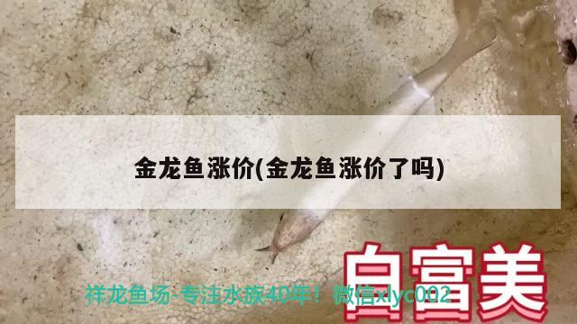 金龍魚漲價(金龍魚漲價了嗎) 馬拉莫寶石魚苗