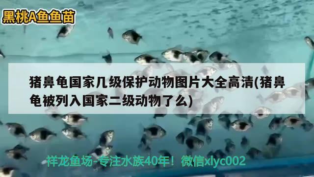 豬鼻龜國家?guī)准壉Ｗo動物圖片大全高清(豬鼻龜被列入國家二級動物了么)