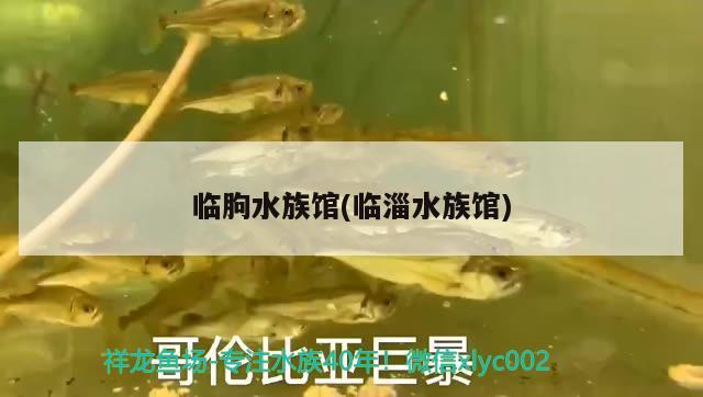 臨朐水族館(臨淄水族館) 撒旦鴨嘴魚