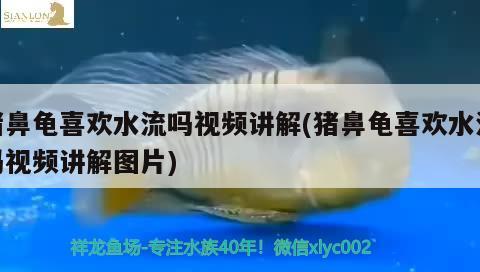 豬鼻龜喜歡水流嗎視頻講解(豬鼻龜喜歡水流嗎視頻講解圖片) 豬鼻龜百科