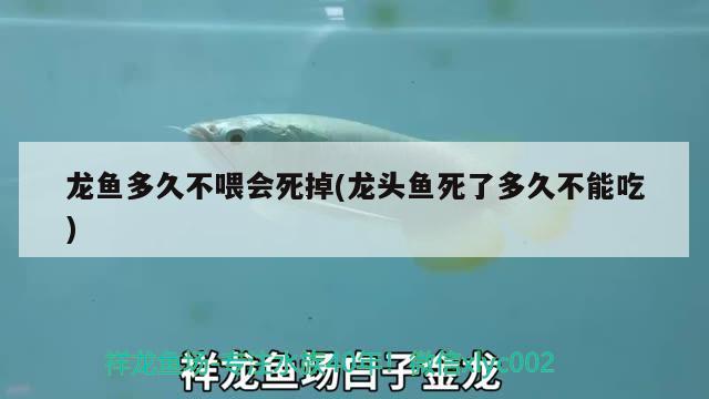 龍魚多久不喂會死掉(龍頭魚死了多久不能吃) 祥龍超血紅龍魚