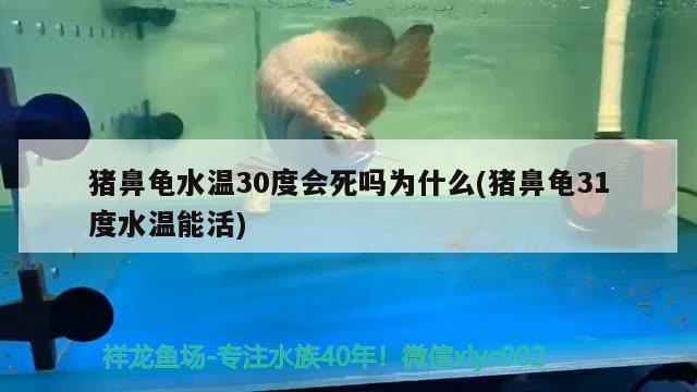 豬鼻龜水溫30度會死嗎為什么(豬鼻龜31度水溫能活) 豬鼻龜