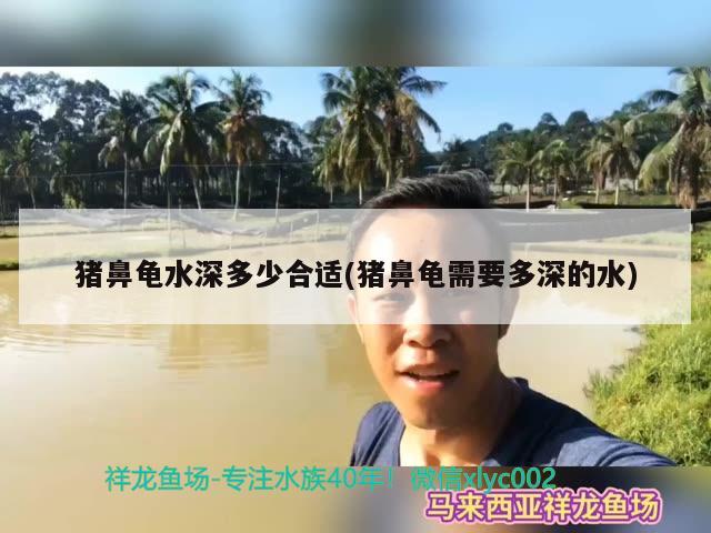 豬鼻龜水深多少合適(豬鼻龜需要多深的水) 豬鼻龜