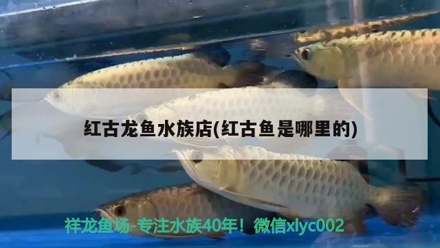 紅古龍魚水族店(紅古魚是哪里的) 南美異形觀賞魚 第1張