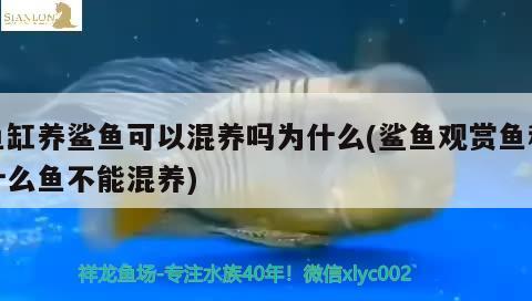 魚(yú)缸養(yǎng)鯊魚(yú)可以混養(yǎng)嗎為什么(鯊魚(yú)觀賞魚(yú)和什么魚(yú)不能混養(yǎng)) 銀古魚(yú)苗