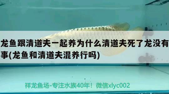 龍魚跟清道夫一起養(yǎng)為什么清道夫死了龍沒有事(龍魚和清道夫混養(yǎng)行嗎)