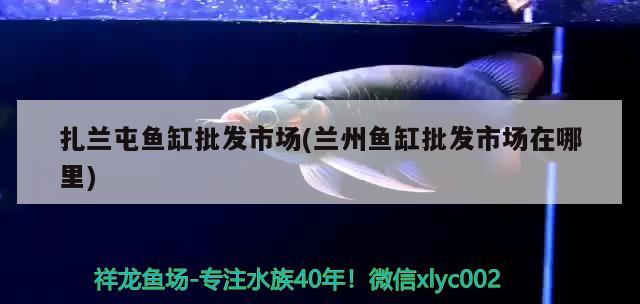 扎蘭屯魚缸批發(fā)市場(chǎng)(蘭州魚缸批發(fā)市場(chǎng)在哪里) 龍魚批發(fā)