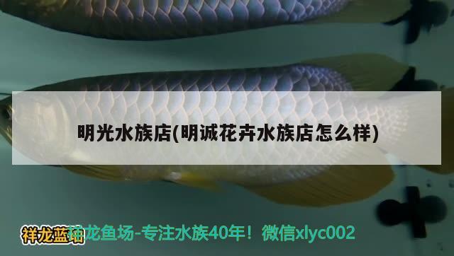 明光水族店(明誠花卉水族店怎么樣) 硝化細(xì)菌