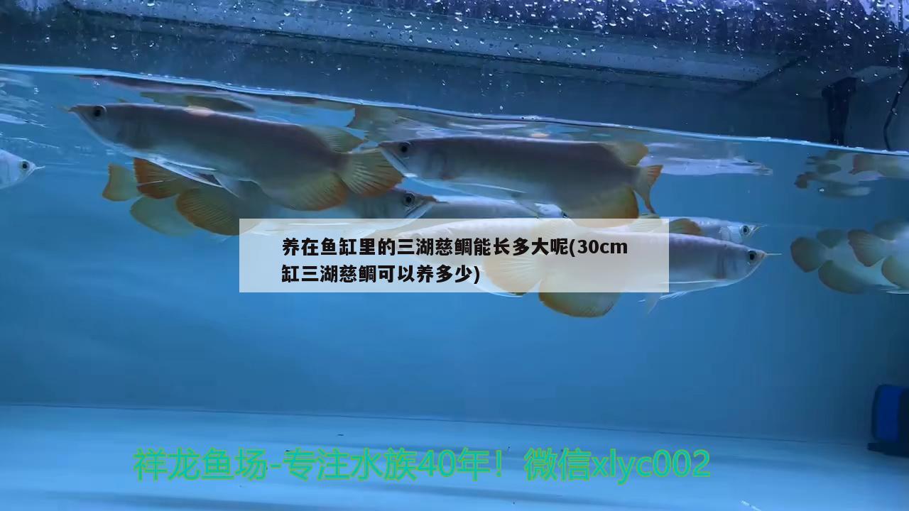 養(yǎng)在魚缸里的三湖慈鯛能長多大呢(30cm缸三湖慈鯛可以養(yǎng)多少) 女王大帆魚苗