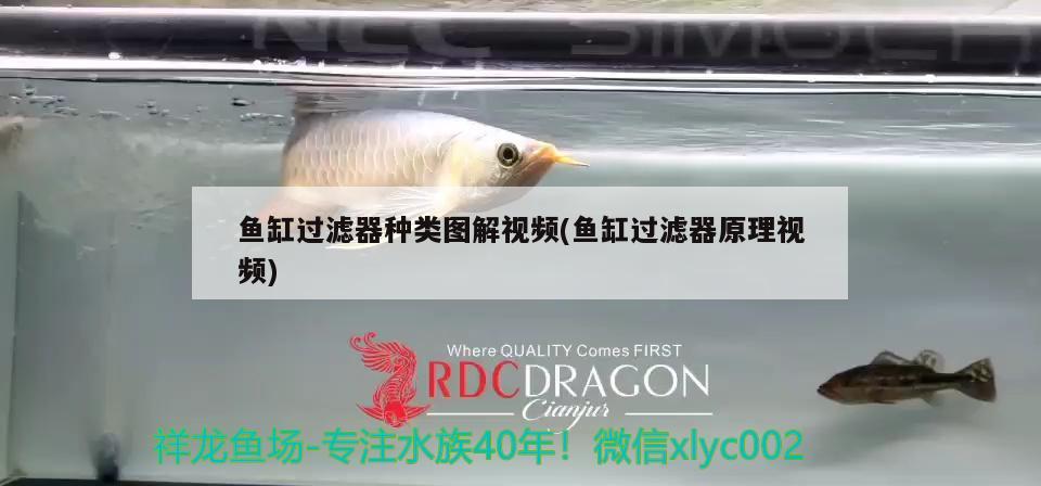 魚缸過濾器種類圖解視頻(魚缸過濾器原理視頻) 廣州祥龍國際水族貿(mào)易