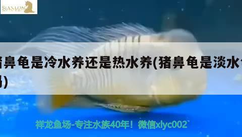 豬鼻龜是冷水養(yǎng)還是熱水養(yǎng)(豬鼻龜是淡水龜嗎) 豬鼻龜