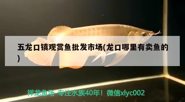 五龍口鎮(zhèn)觀賞魚批發(fā)市場(chǎng)(龍口哪里有賣魚的) 觀賞魚批發(fā)