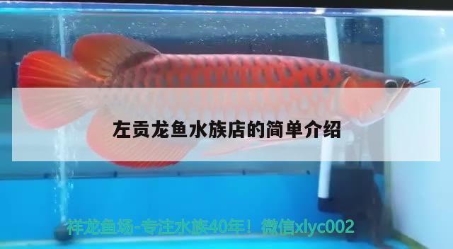 左貢龍魚(yú)水族店的簡(jiǎn)單介紹 南美異型魚(yú)