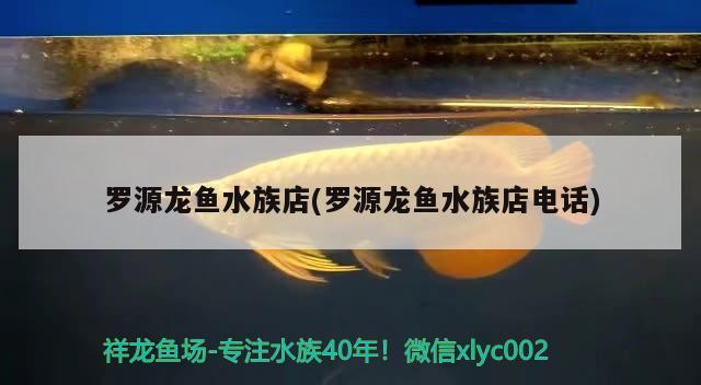 羅源龍魚水族店(羅源龍魚水族店電話) 海象魚