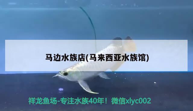 馬邊水族店(馬來西亞水族館) 龍魚專用燈