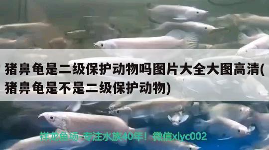 豬鼻龜是二級保護動物嗎圖片大全大圖高清(豬鼻龜是不是二級保護動物) 豬鼻龜