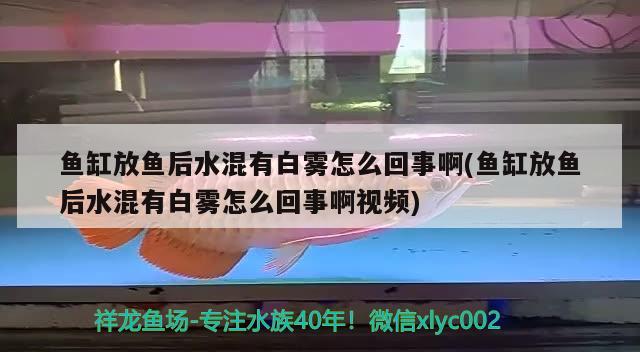 魚缸放魚后水混有白霧怎么回事啊(魚缸放魚后水混有白霧怎么回事啊視頻) 水族燈（魚缸燈）