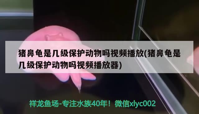 豬鼻龜是幾級保護動物嗎視頻播放(豬鼻龜是幾級保護動物嗎視頻播放器) 豬鼻龜