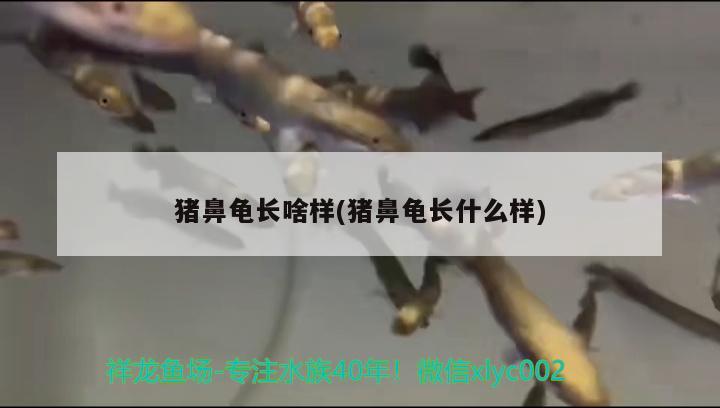 豬鼻龜長啥樣(豬鼻龜長什么樣)