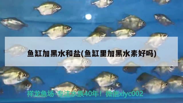 魚(yú)缸加黑水和鹽(魚(yú)缸里加黑水素好嗎)