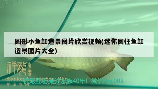 圓形小魚缸造景圖片欣賞視頻(迷你圓柱魚缸造景圖片大全) 進(jìn)口元寶鳳凰魚