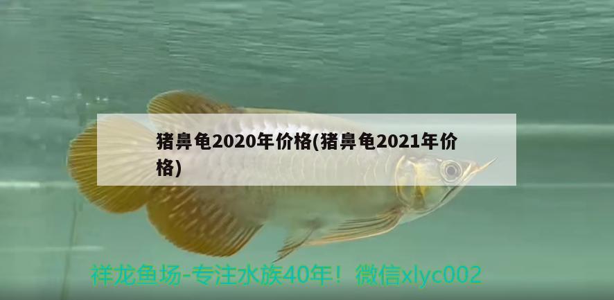 豬鼻龜2020年價(jià)格(豬鼻龜2021年價(jià)格) 豬鼻龜百科