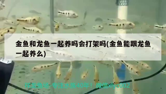 金魚和龍魚一起養(yǎng)嗎會打架嗎(金魚能跟龍魚一起養(yǎng)么)