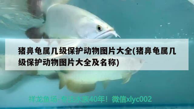 豬鼻龜屬幾級保護動物圖片大全(豬鼻龜屬幾級保護動物圖片大全及名稱) 豬鼻龜百科