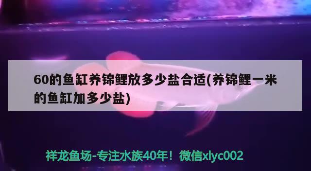 60的魚缸養(yǎng)錦鯉放多少鹽合適(養(yǎng)錦鯉一米的魚缸加多少鹽)