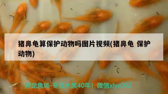 豬鼻龜算保護動物嗎圖片視頻(豬鼻龜保護動物) 豬鼻龜