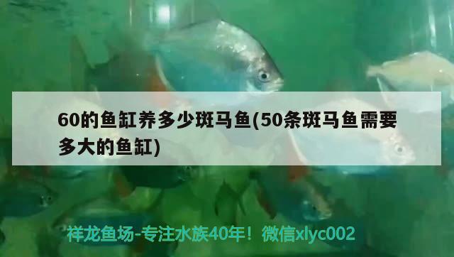 60的魚缸養(yǎng)多少斑馬魚(50條斑馬魚需要多大的魚缸)