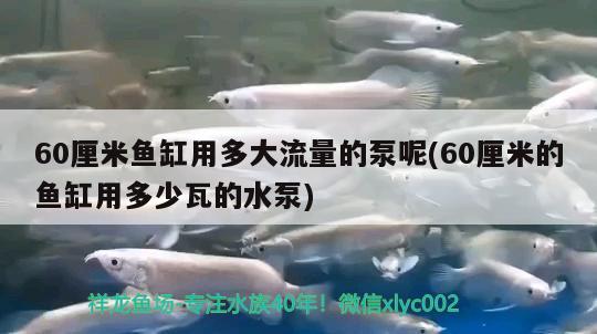 60厘米魚缸用多大流量的泵呢(60厘米的魚缸用多少瓦的水泵) 印尼紅龍魚 第2張