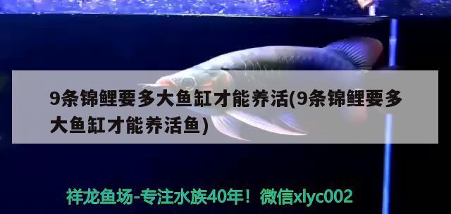 9條錦鯉要多大魚缸才能養(yǎng)活(9條錦鯉要多大魚缸才能養(yǎng)活魚) 印尼紅龍魚