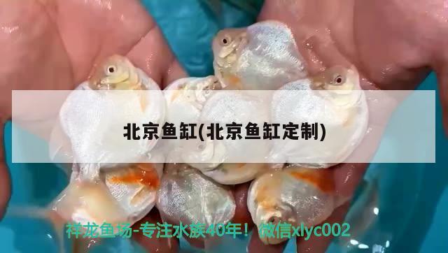 北京魚缸(北京魚缸定制) 黑桃A魚苗