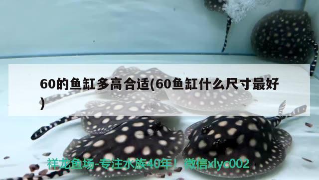 60的魚缸多高合適(60魚缸什么尺寸最好)