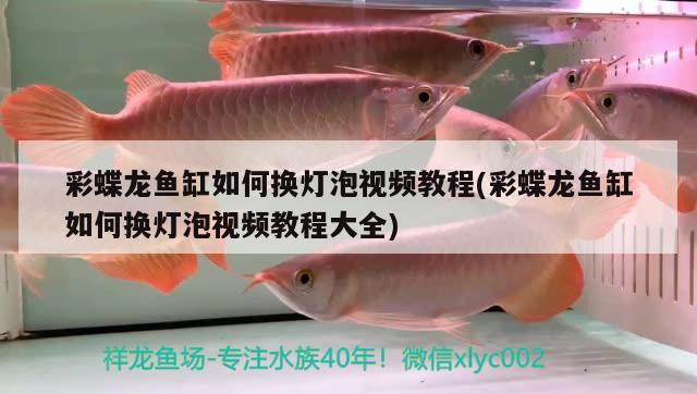 彩蝶龍魚缸如何換燈泡視頻教程(彩蝶龍魚缸如何換燈泡視頻教程大全)