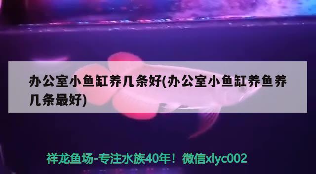 辦公室小魚缸養(yǎng)幾條好(辦公室小魚缸養(yǎng)魚養(yǎng)幾條最好)