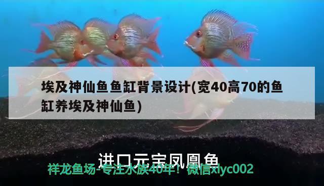 埃及神仙魚(yú)魚(yú)缸背景設(shè)計(jì)(寬40高70的魚(yú)缸養(yǎng)埃及神仙魚(yú))