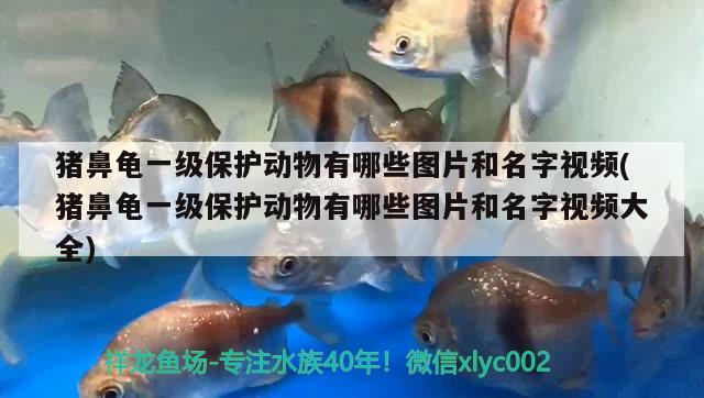 豬鼻龜一級保護動物有哪些圖片和名字視頻(豬鼻龜一級保護動物有哪些圖片和名字視頻大全)