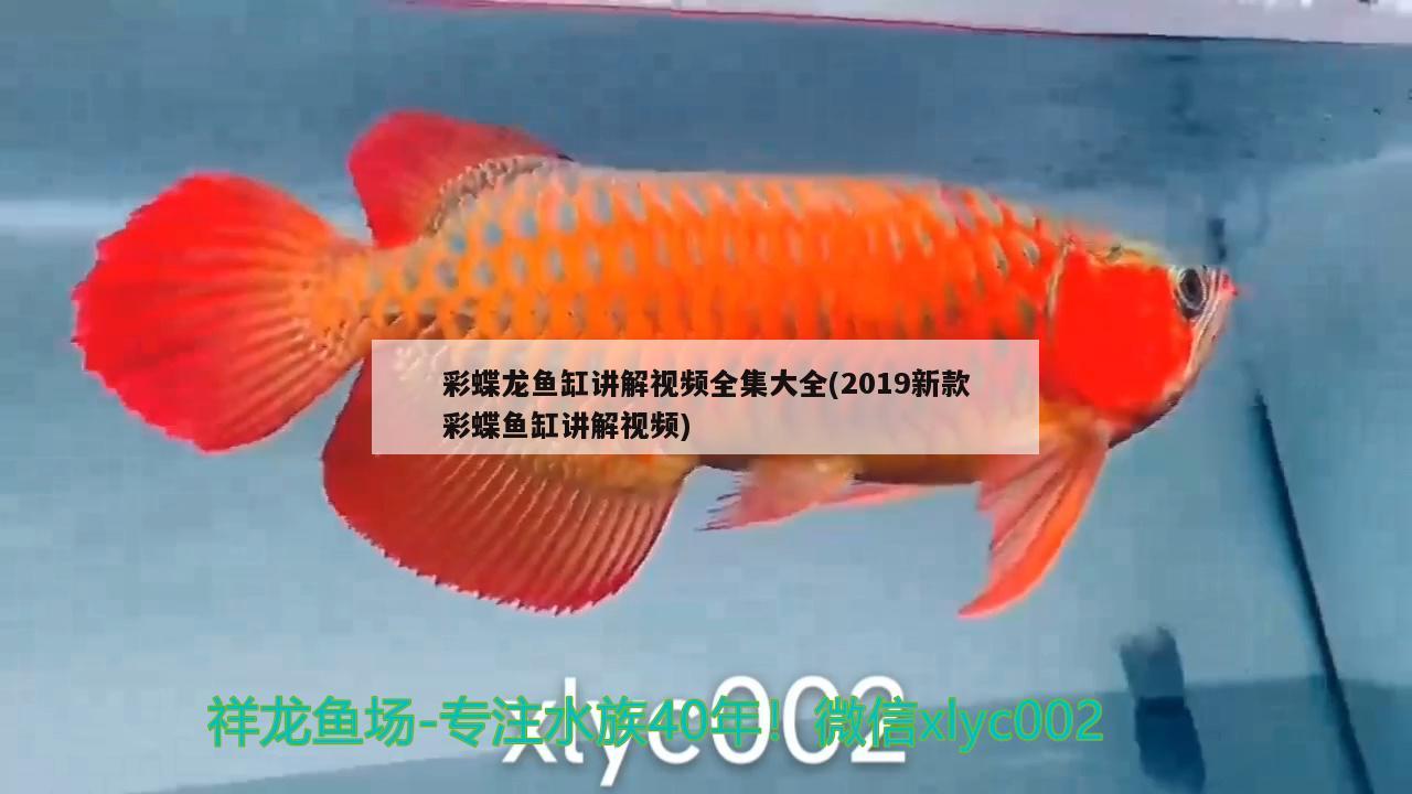 彩蝶龍魚缸講解視頻全集大全(2019新款彩蝶魚缸講解視頻)